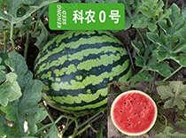 科農(nóng)0號(hào)