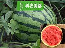 科農(nóng)美都