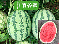 科農(nóng)春谷蜜