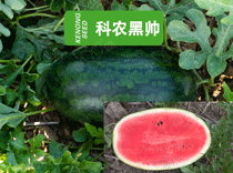 科農(nóng)黑帥